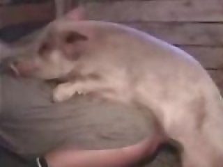 Free bestiality and zoophilia porn